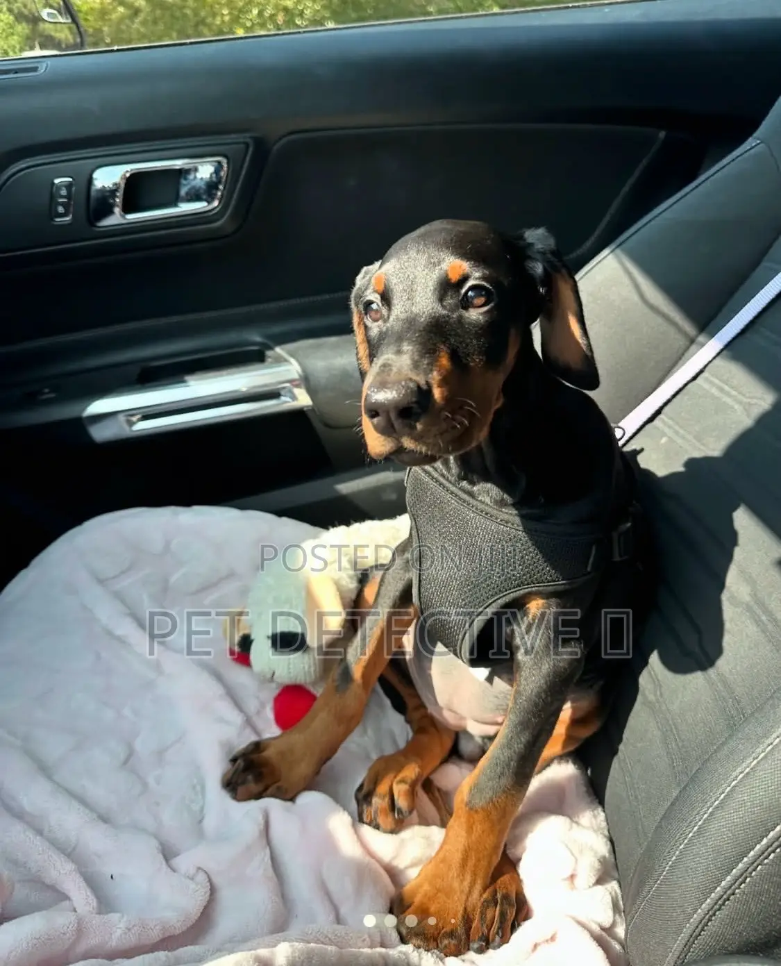 1-3 months Male Purebred Doberman Pinscher