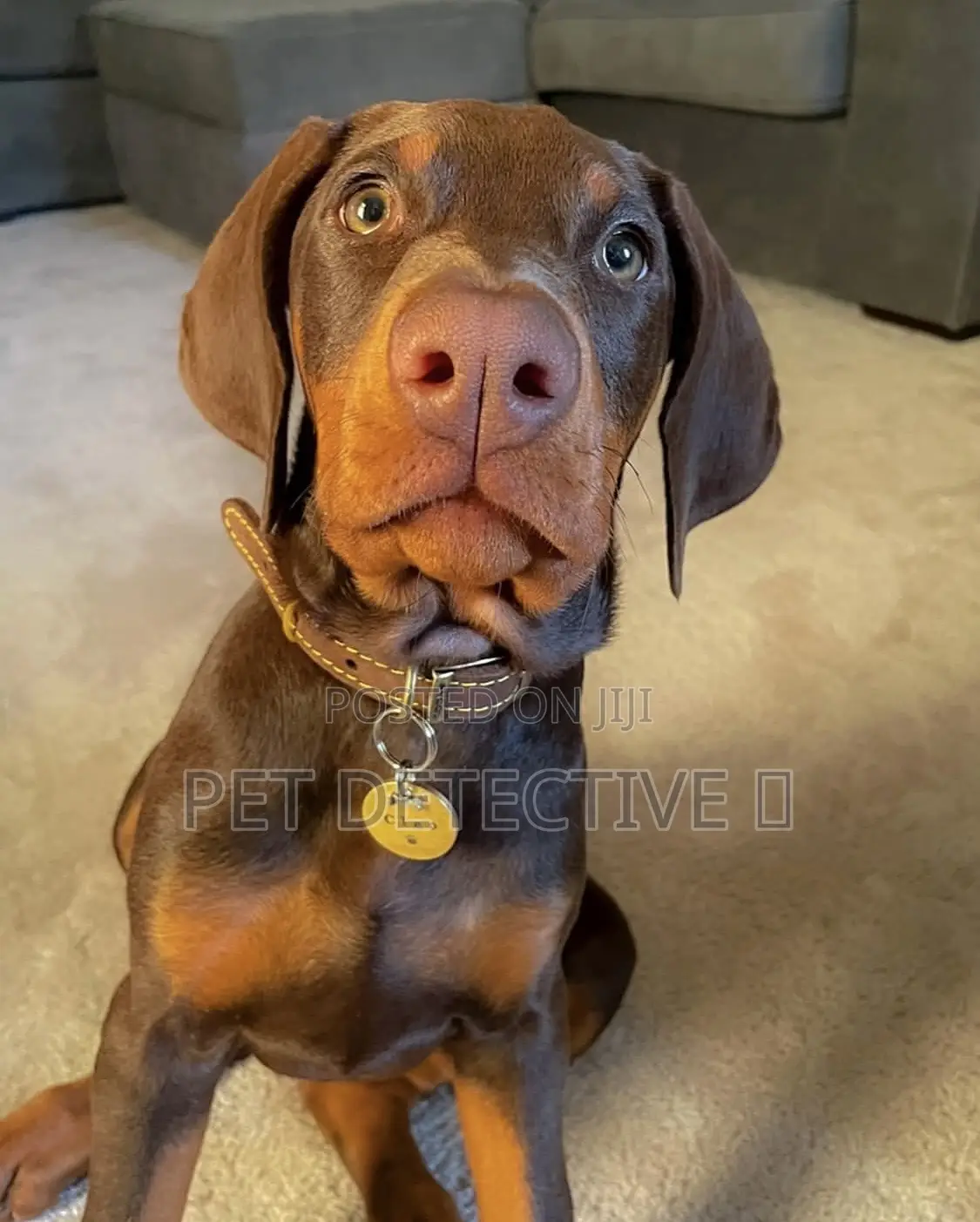 1-3 months Male Purebred Doberman Pinscher