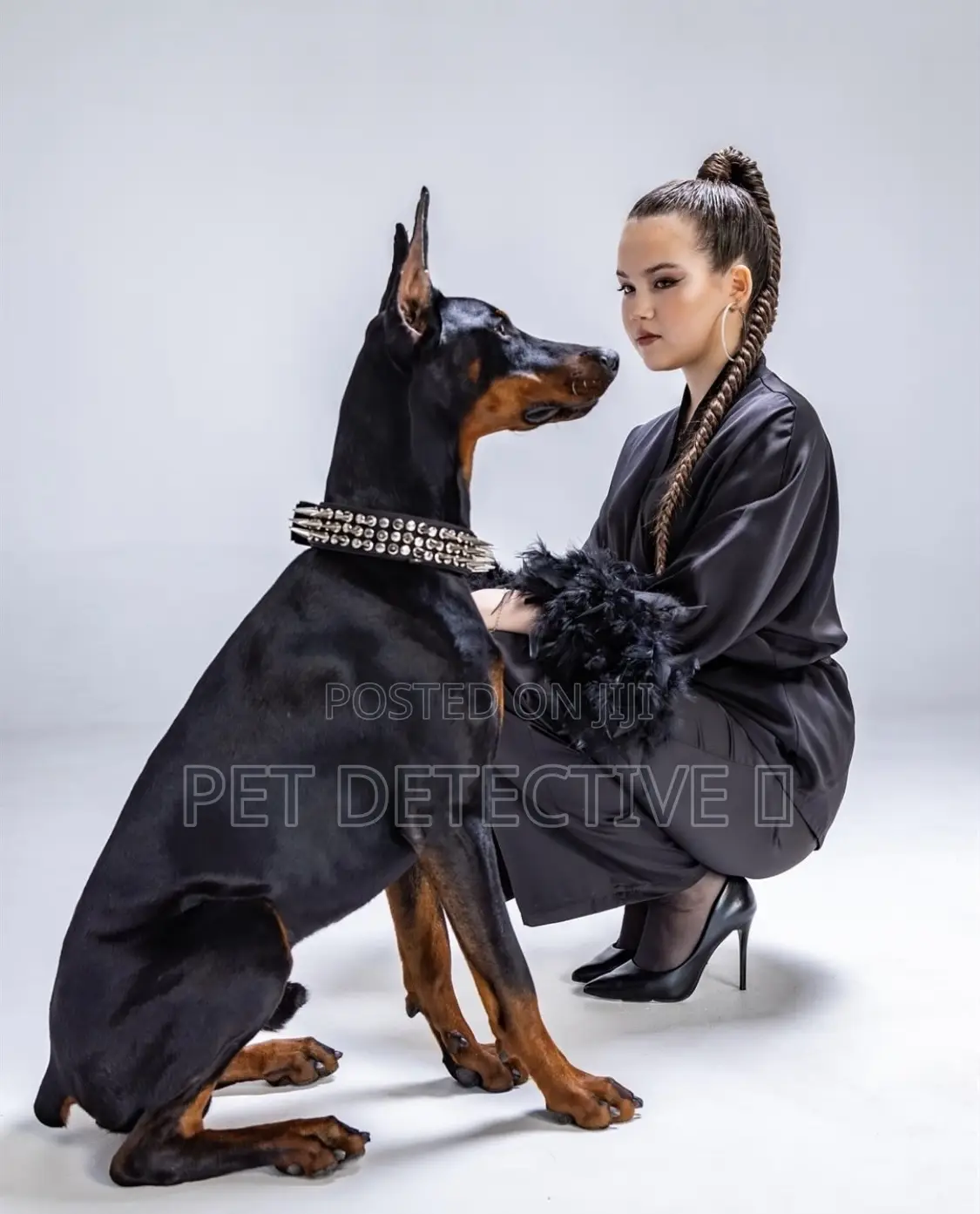 1-3 months Male Purebred Doberman Pinscher