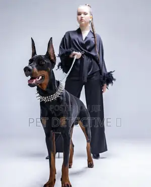 Photo - 3-6 months Male Purebred Doberman Pinscher