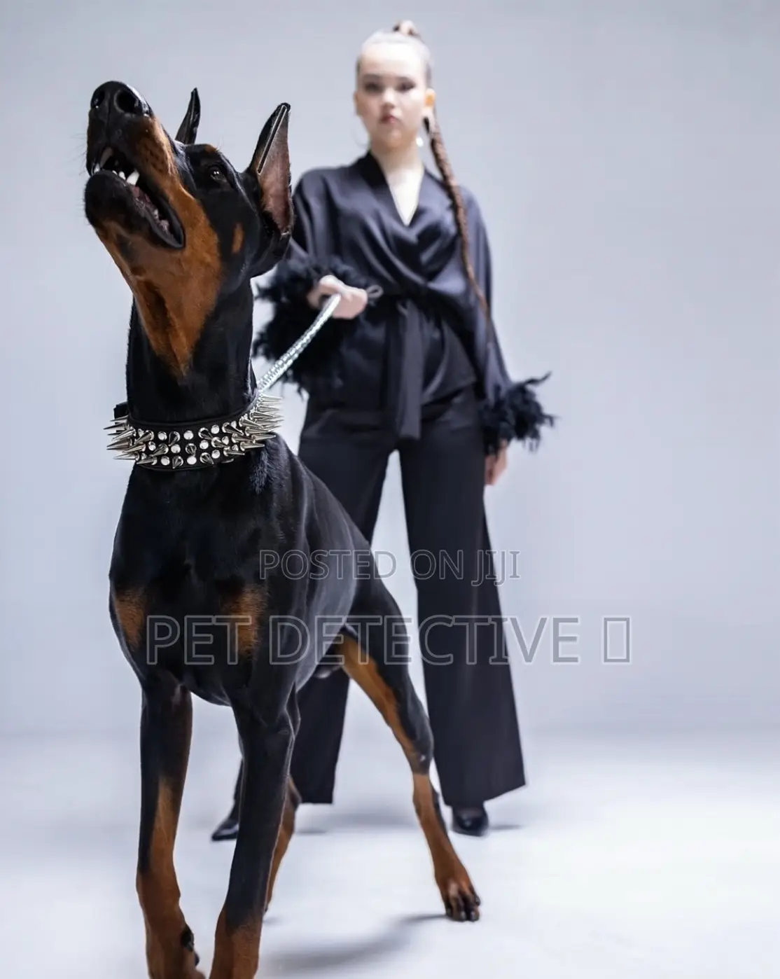 1-3 months Male Purebred Doberman Pinscher