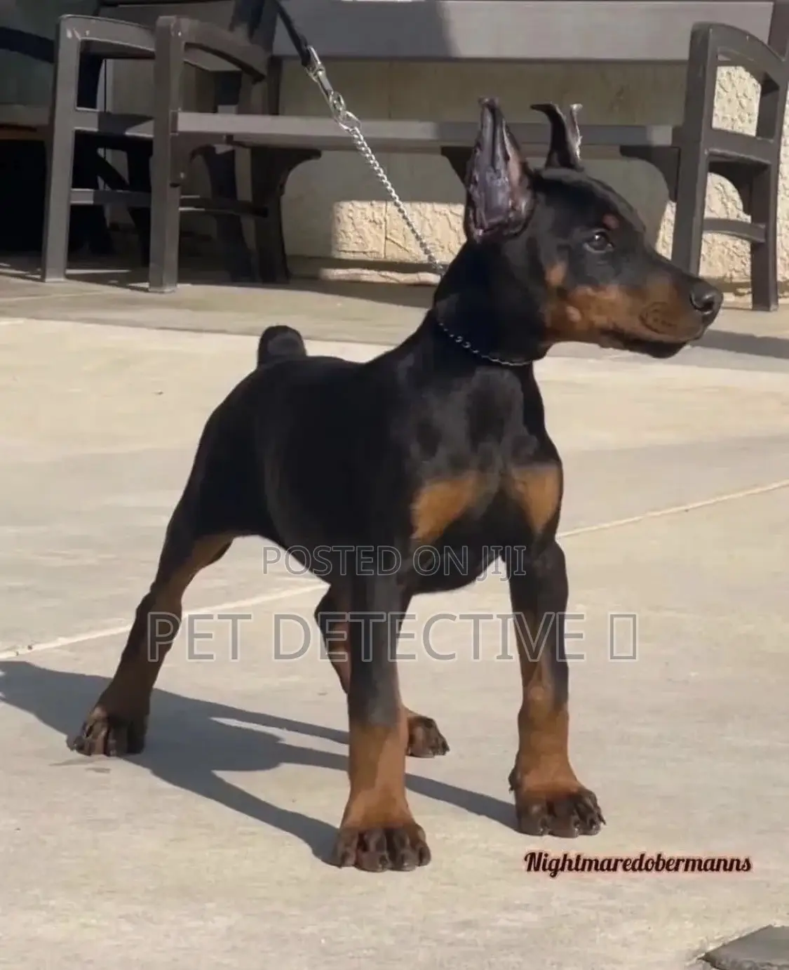 1-3 months Male Purebred Doberman Pinscher