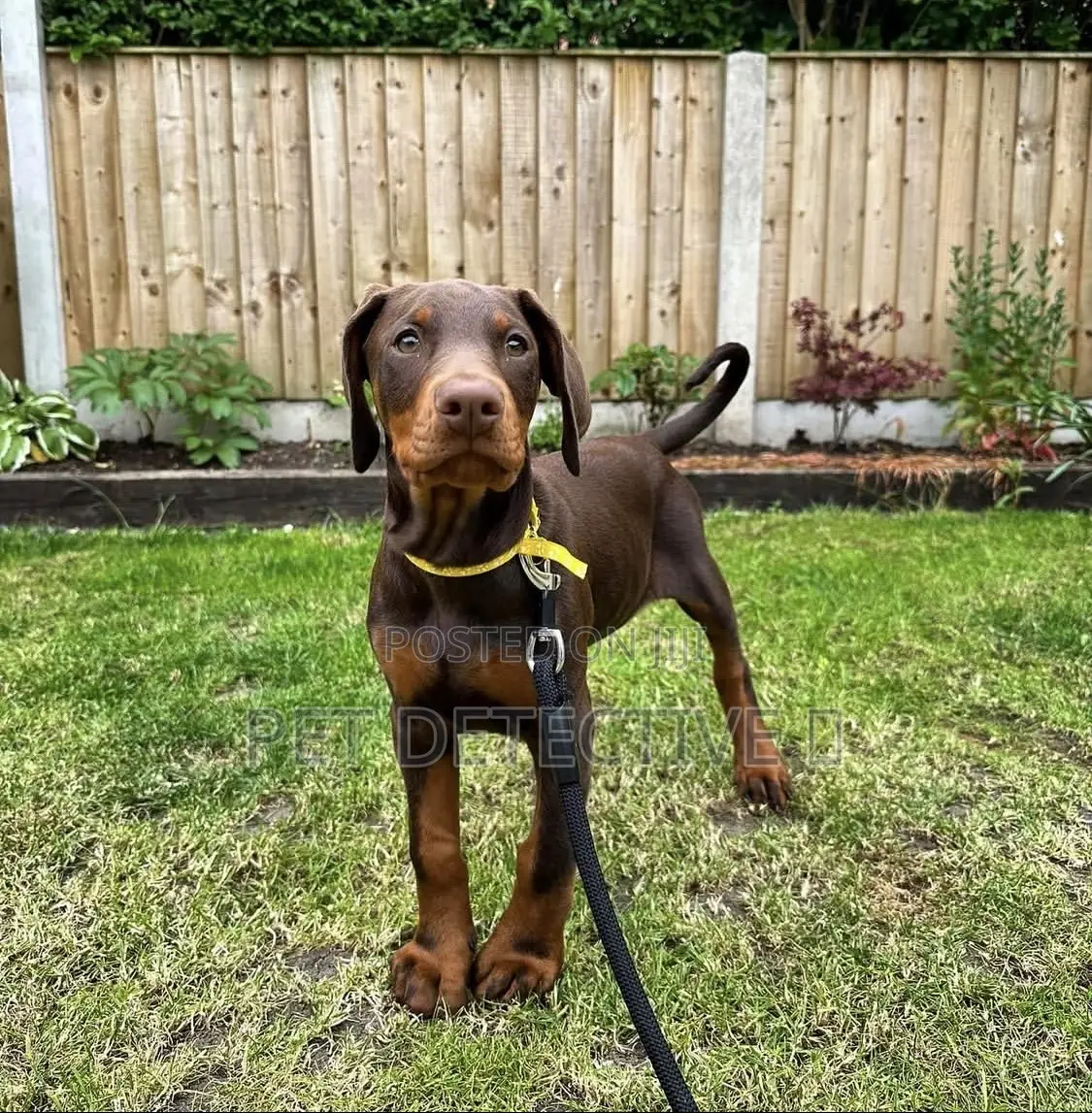 1-3 months Male Purebred Doberman Pinscher