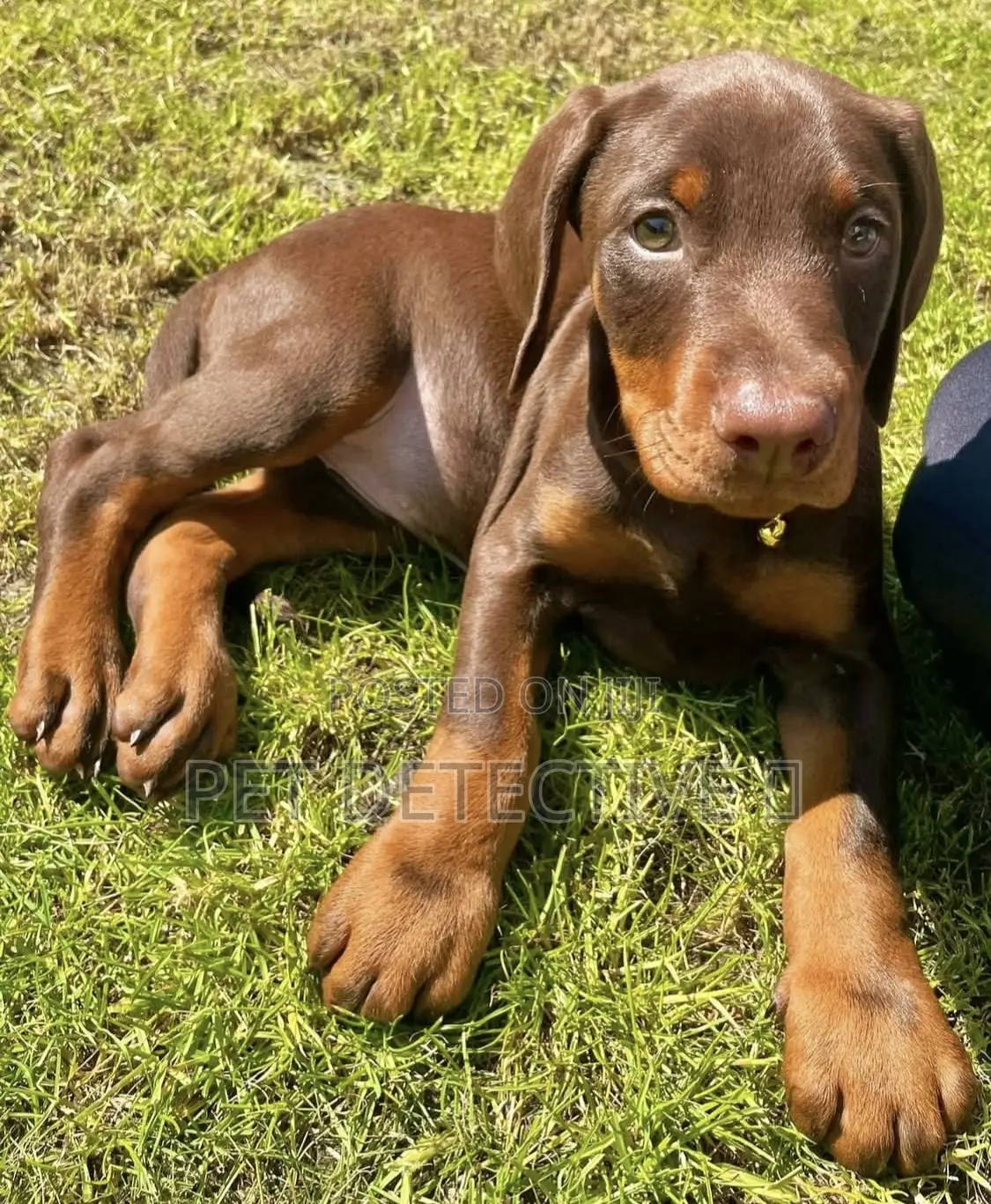 1-3 months Male Purebred Doberman Pinscher