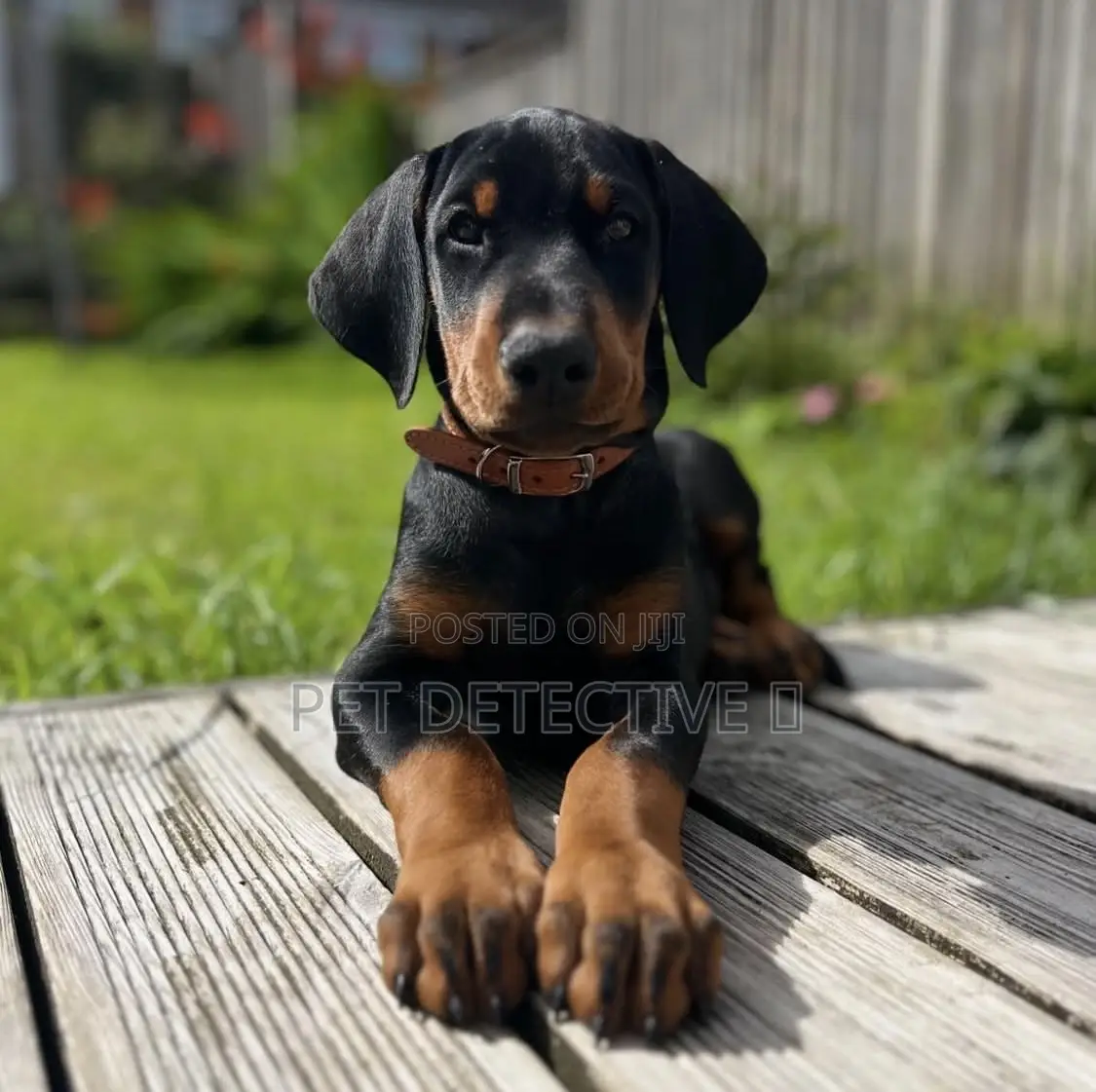 1-3 months Male Purebred Doberman Pinscher