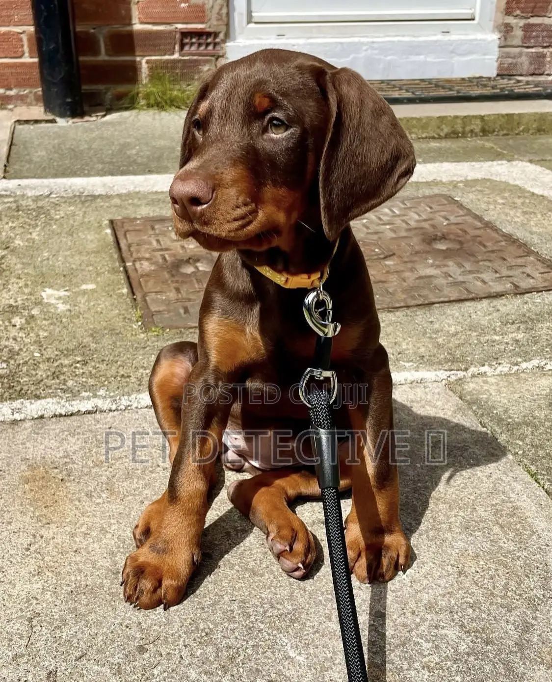 1-3 months Female Purebred Doberman Pinscher