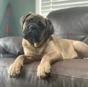 Photo - 1-3 months Male Purebred Mastiff