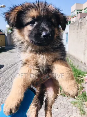 Photo - 1-3 months Male Purebred German Shepherd