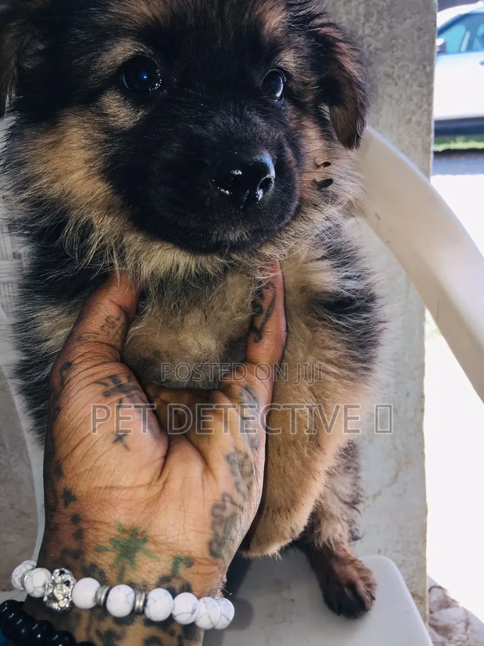 1-3 months Male Purebred German Shepherd