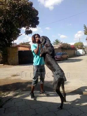Photo - 1-3 months Male Purebred Great Dane