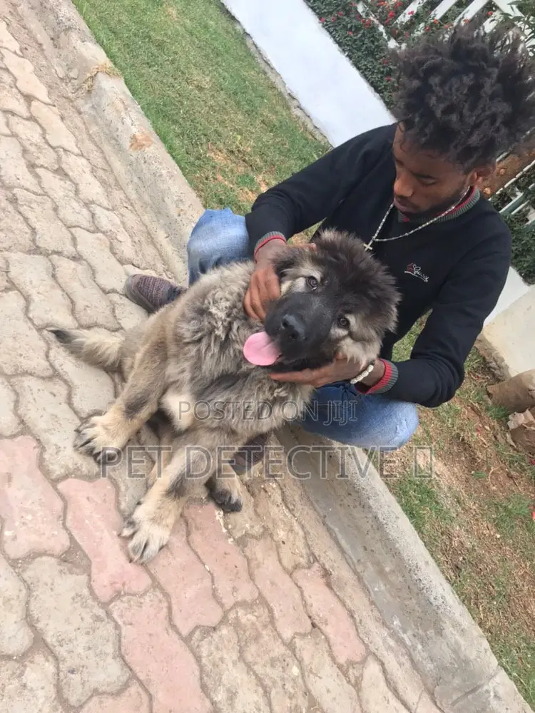 1-3 months Male Purebred Caucasian Shepherd