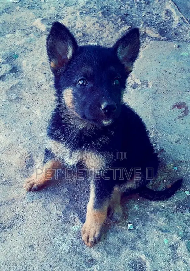 1-3 months Male Purebred German Shepherd