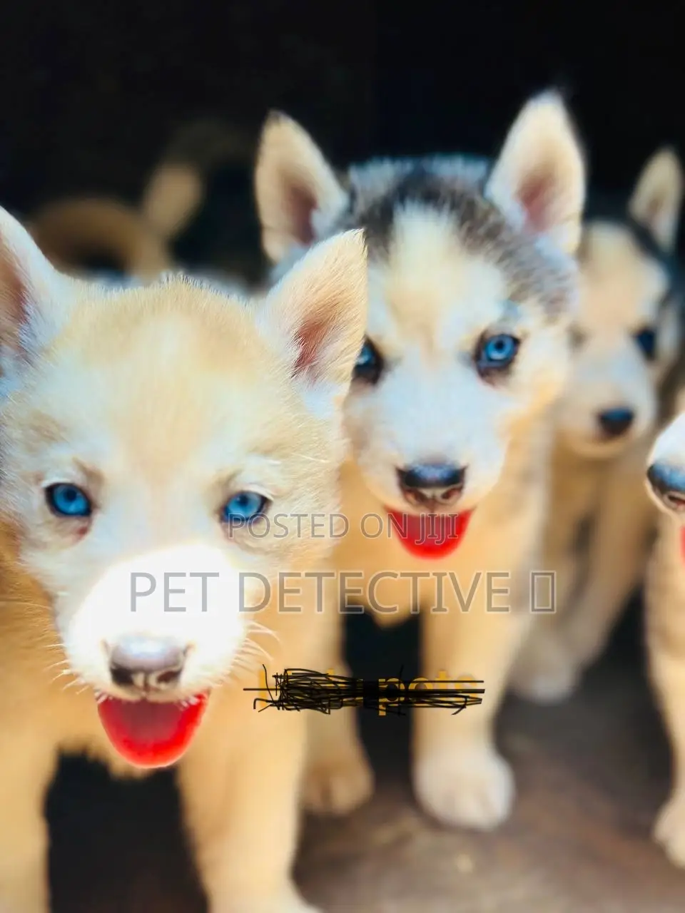 1-3 months Male Purebred Siberian Husky