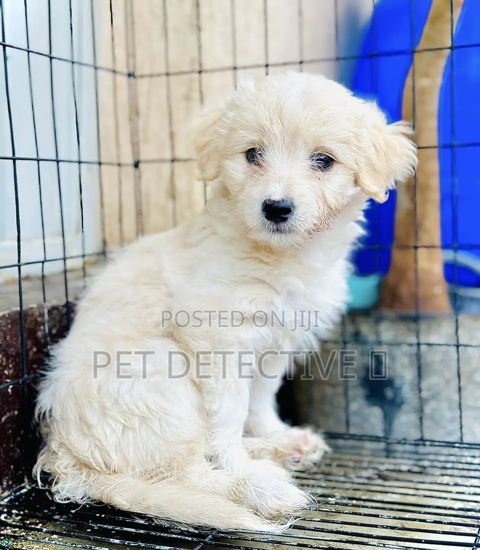 1-3 months Male Purebred Maltese