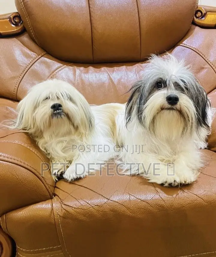 1-3 months Male Purebred Havanese