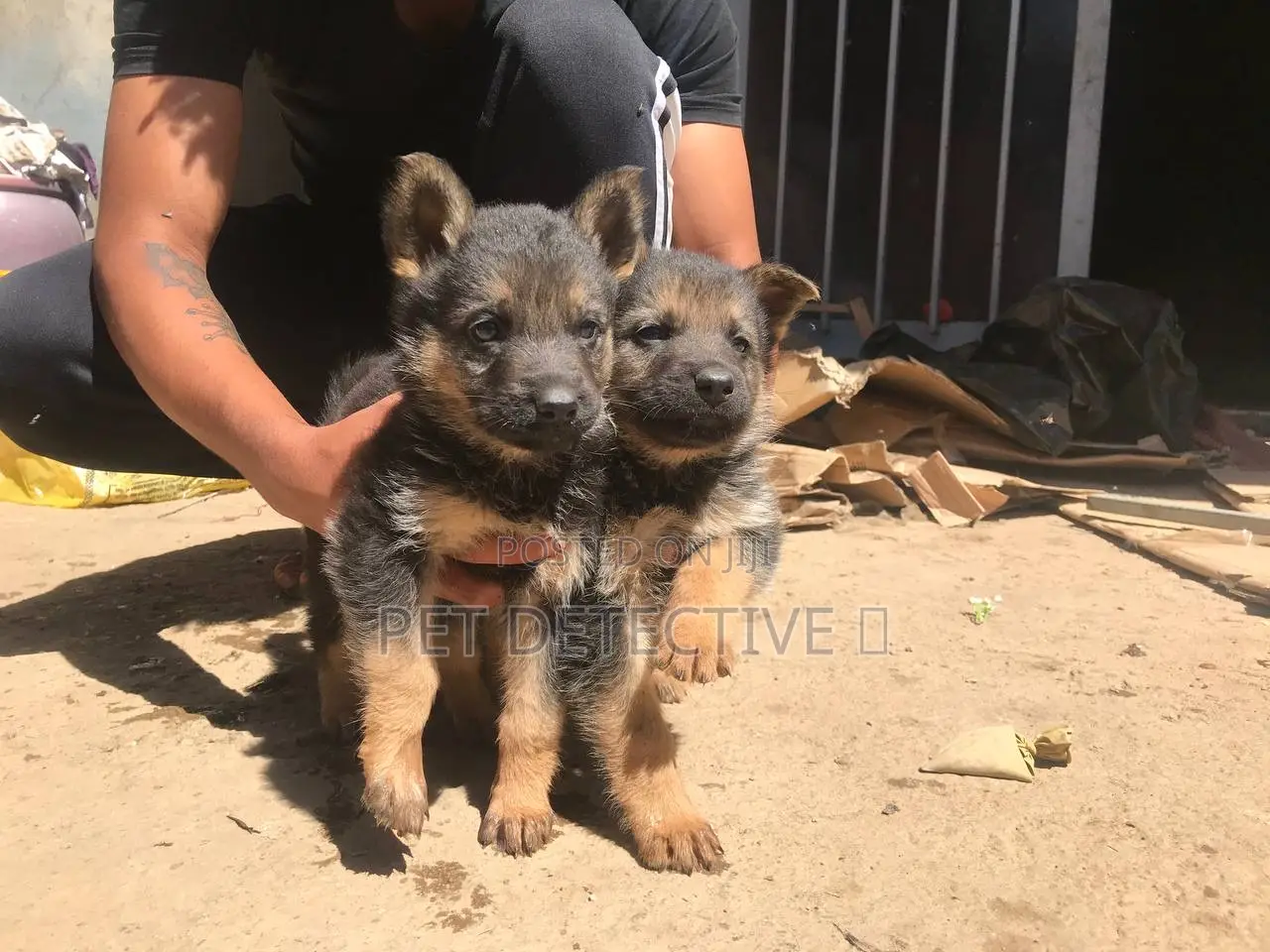 1-3 months Male Purebred German Shepherd