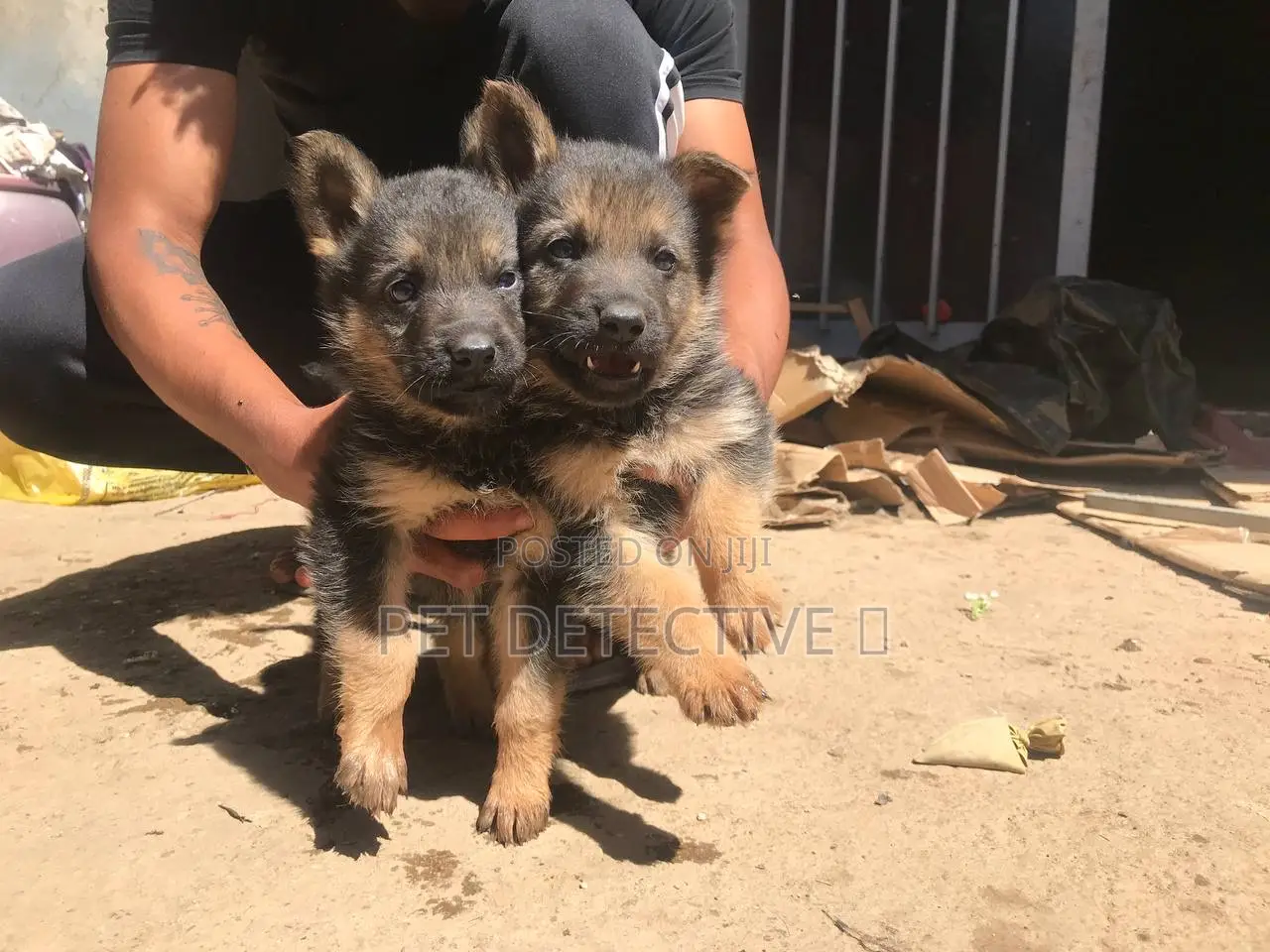 1-3 months Male Purebred German Shepherd