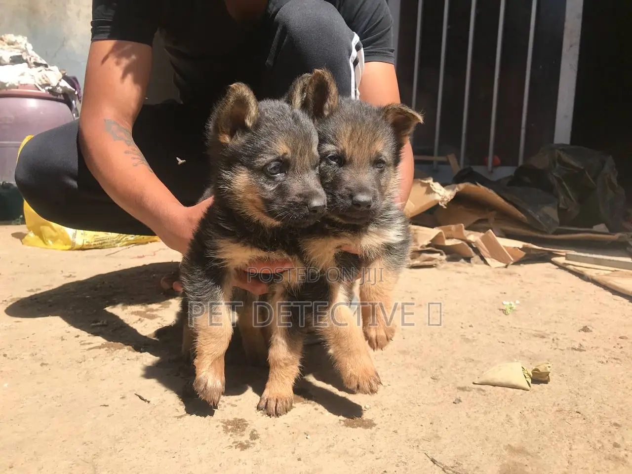 1-3 months Male Purebred German Shepherd