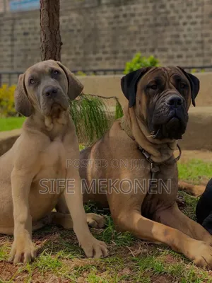 Photo - 1-3 months Male Purebred Bullmastiff