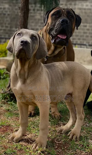 1-3 months Male Purebred Bullmastiff