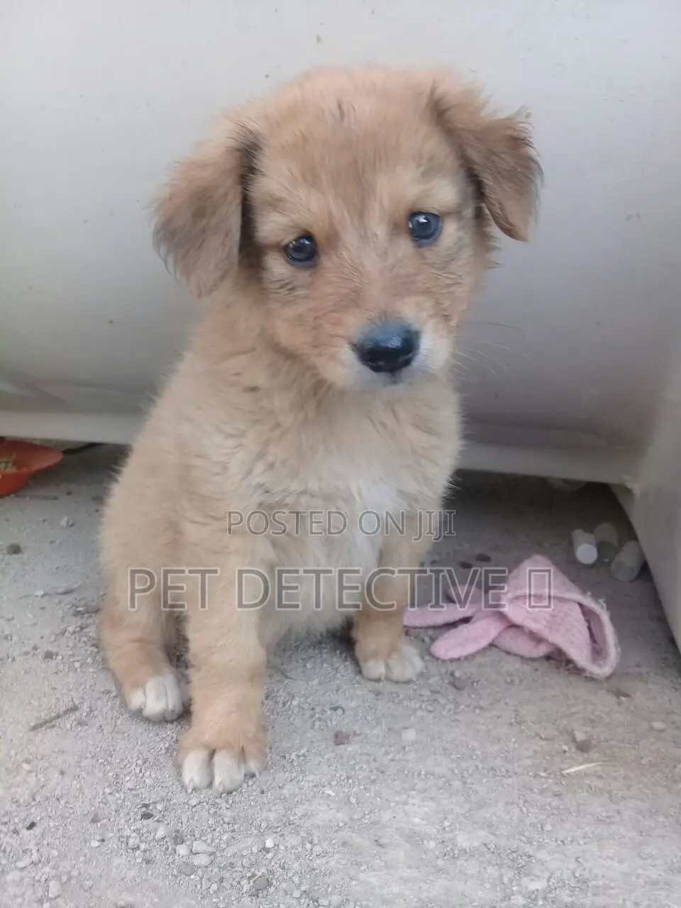 1-3 months Male Purebred Maltese