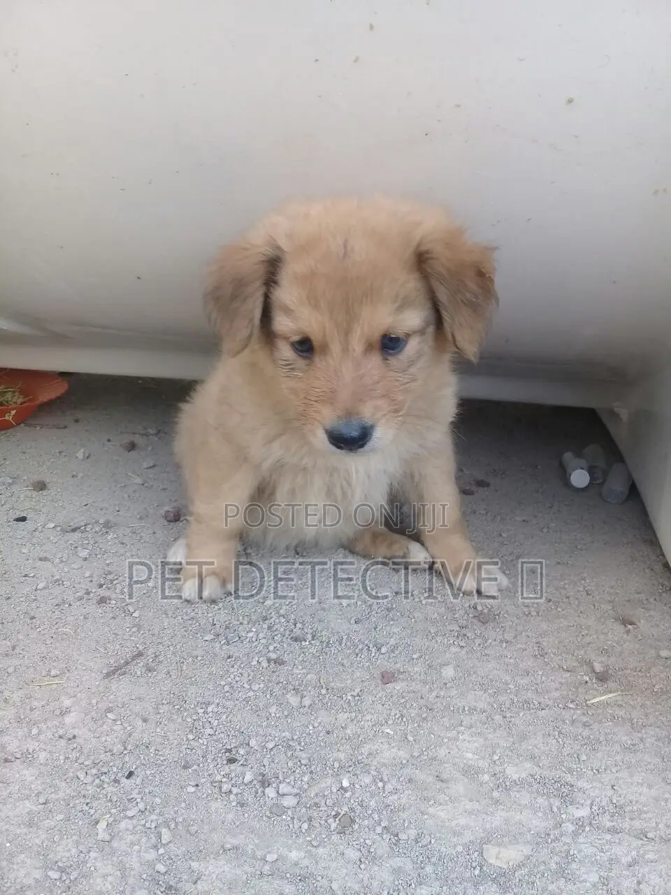 1-3 months Male Purebred Maltese