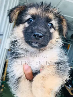Photo - 1-3 months Male Purebred German Shepherd