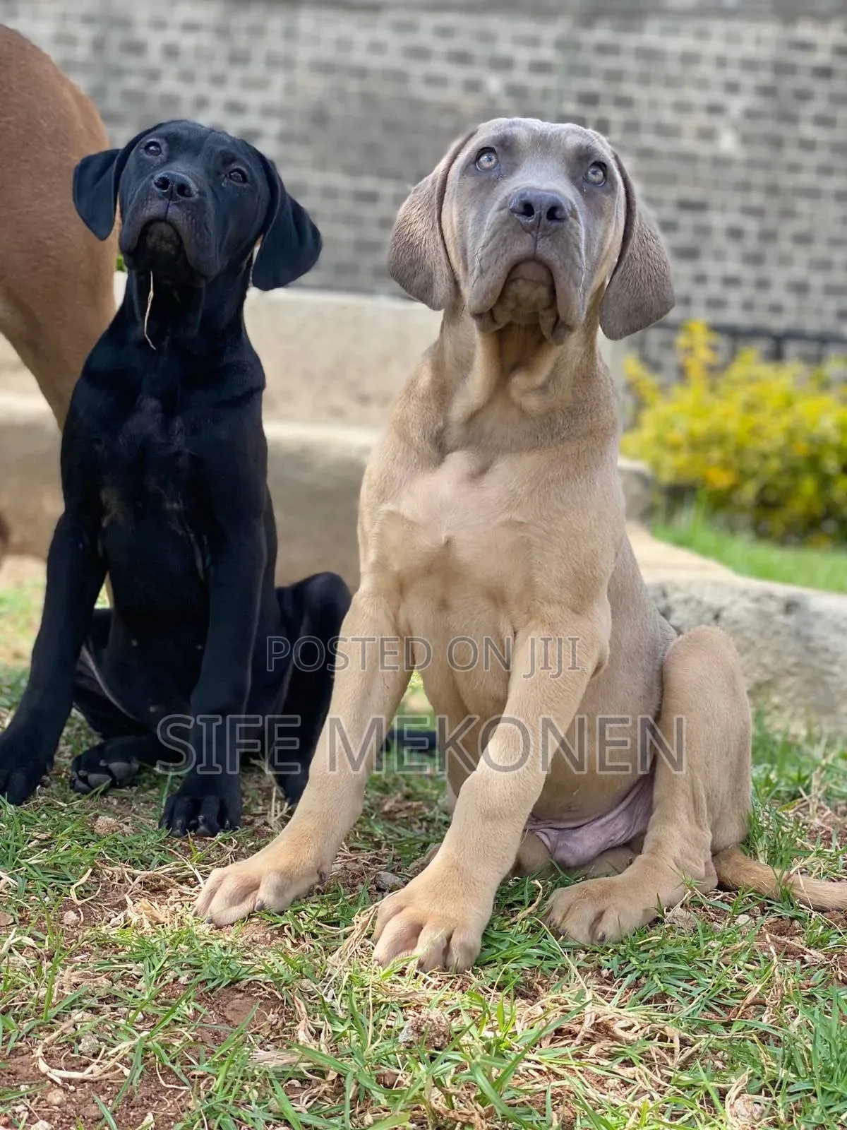 1-3 months Male Purebred Bullmastiff