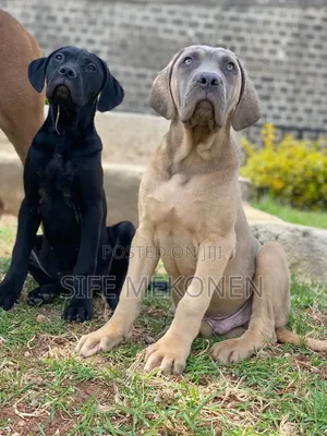 Photo - 1-3 months Male Purebred Bullmastiff