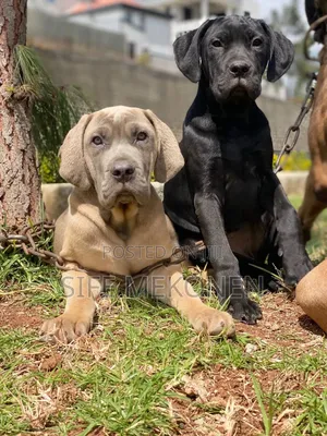 1-3 months Male Purebred Bullmastiff