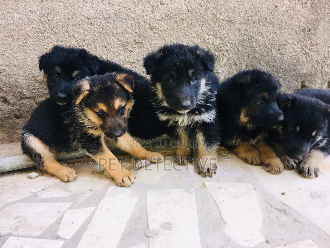 1-3 months Male Purebred German Shepherd