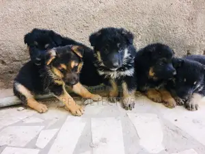 Photo - 1-3 months Male Purebred German Shepherd
