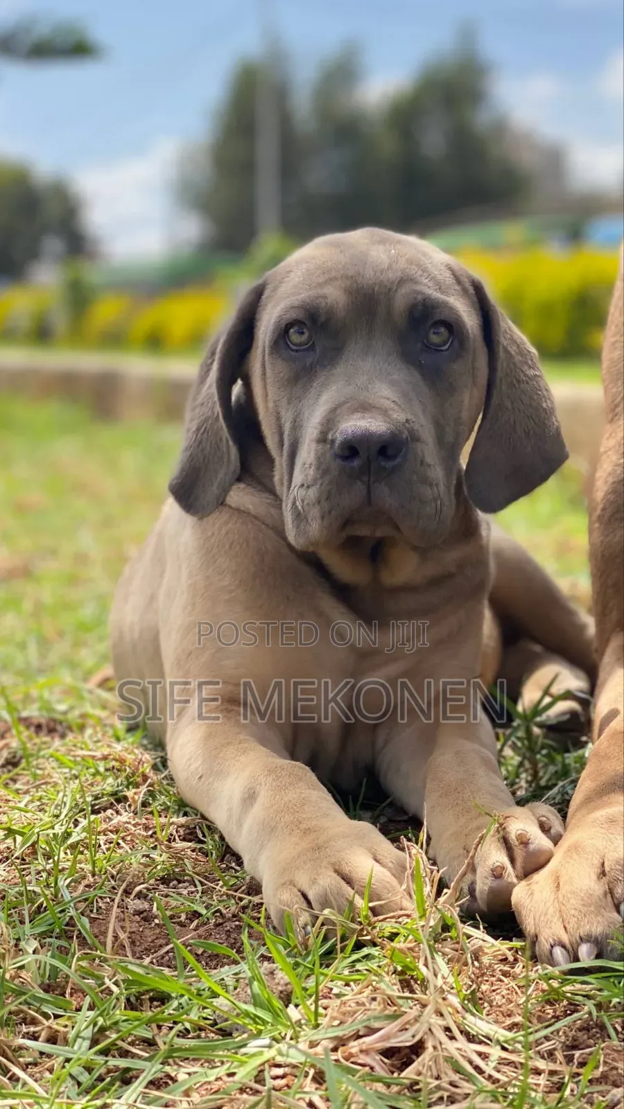 1-3 months Male Purebred Bullmastiff