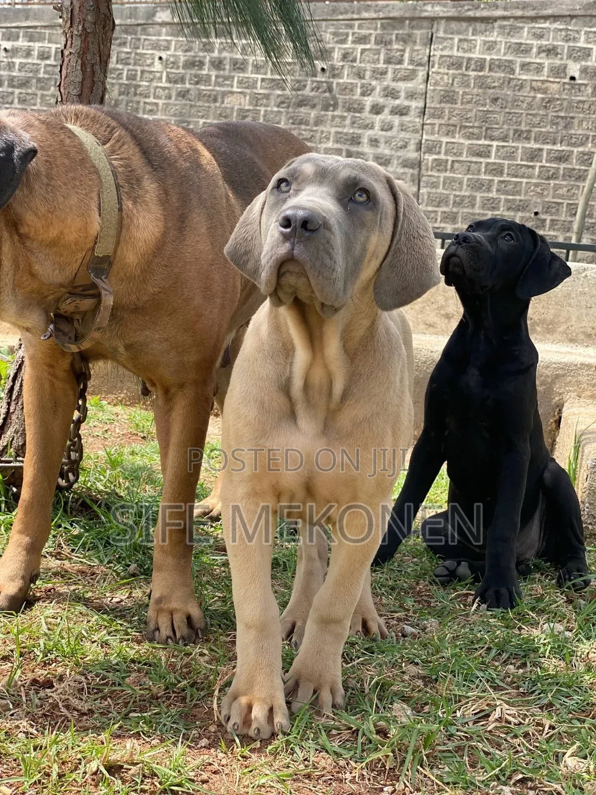 1-3 months Male Purebred Bullmastiff