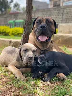1-3 months Male Purebred Bullmastiff