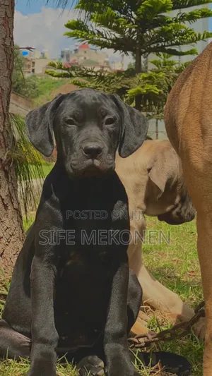 Photo - 1-3 months Male Purebred Bullmastiff