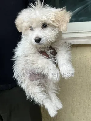 Photo - 1-3 months Male Purebred Maltese