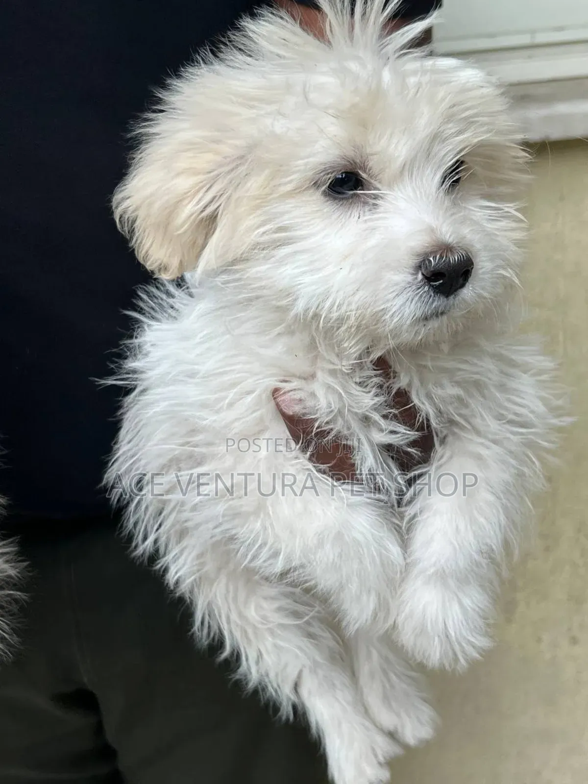 1-3 months Male Purebred Maltese