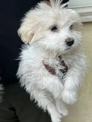 1-3 months Male Purebred Maltese