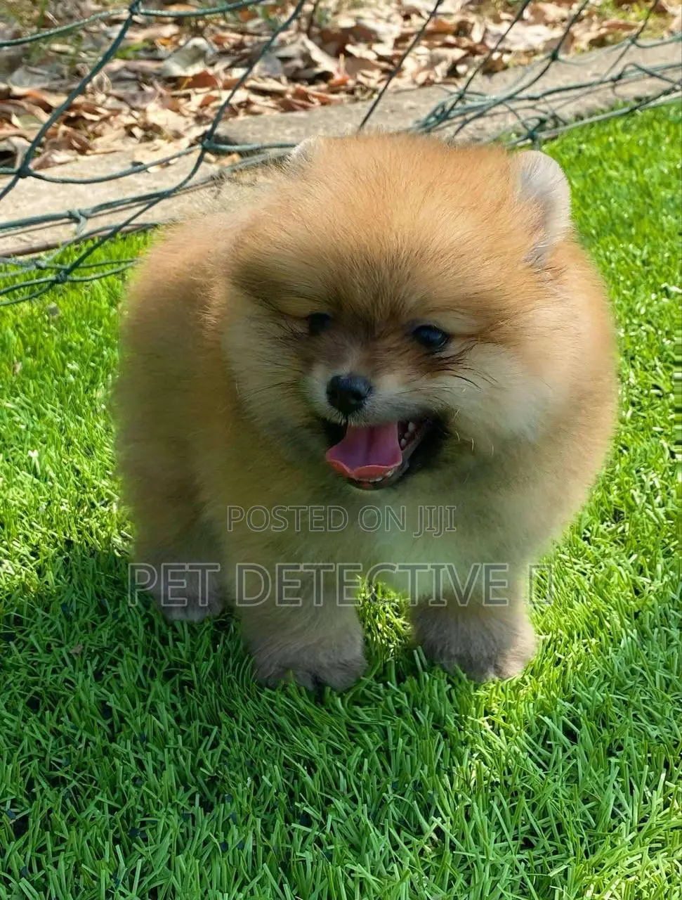 1-3 months Male Purebred Pomeranian