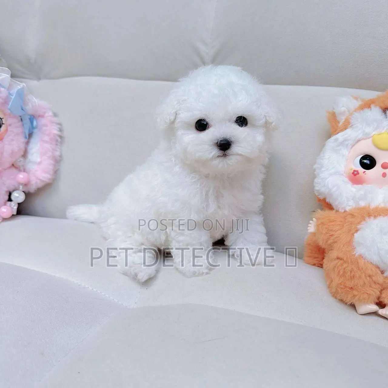 1-3 months Male Purebred Poodle