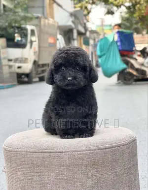 Photo - 1-3 months Male Purebred Poodle