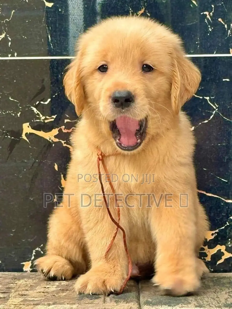 1-3 months Male Purebred Golden Retriever