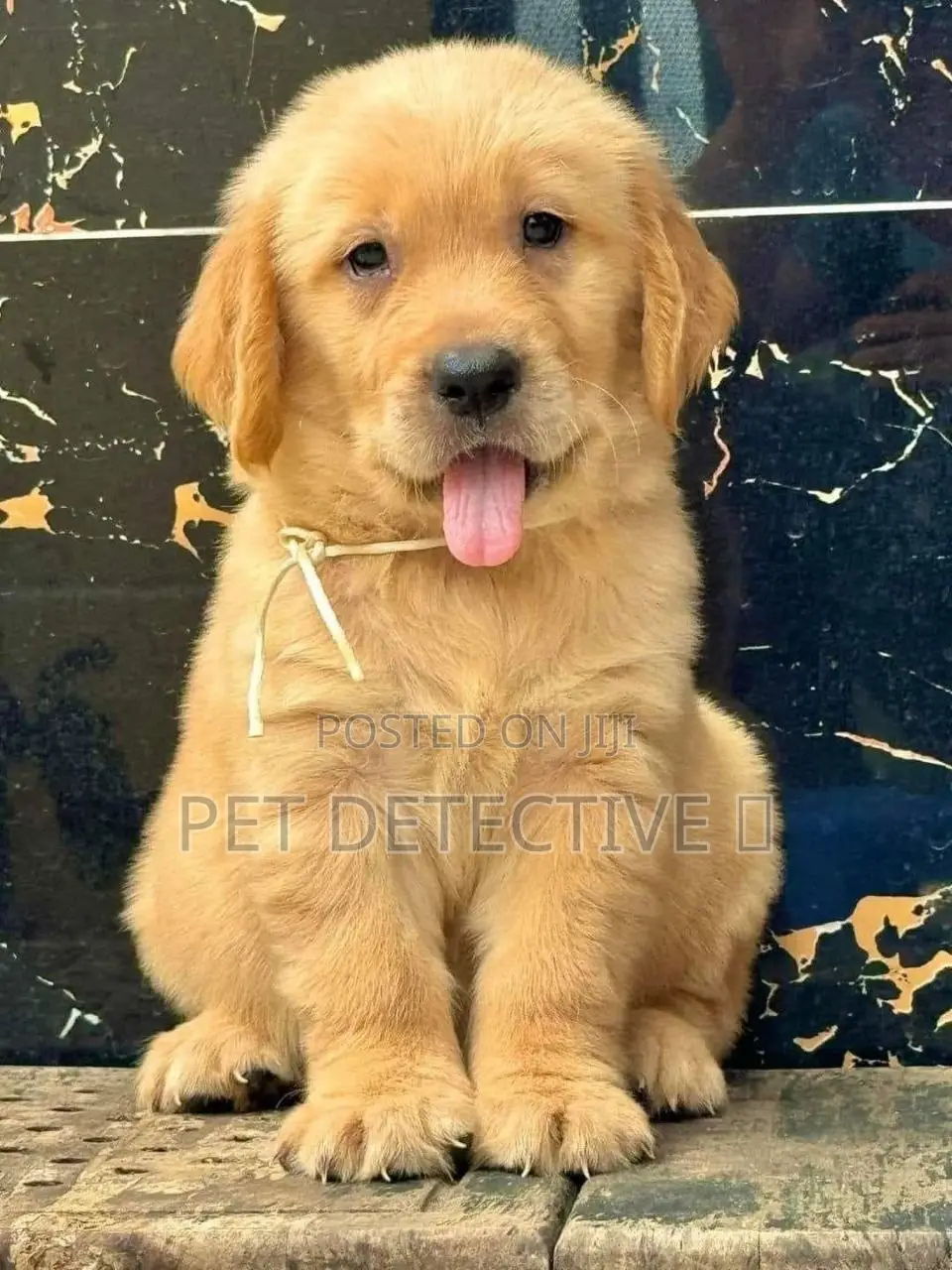 1-3 months Male Purebred Golden Retriever