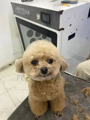 Photo - 1-3 months Male Purebred Poodle
