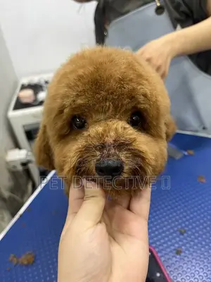 Photo - 1-3 months Male Purebred Poodle