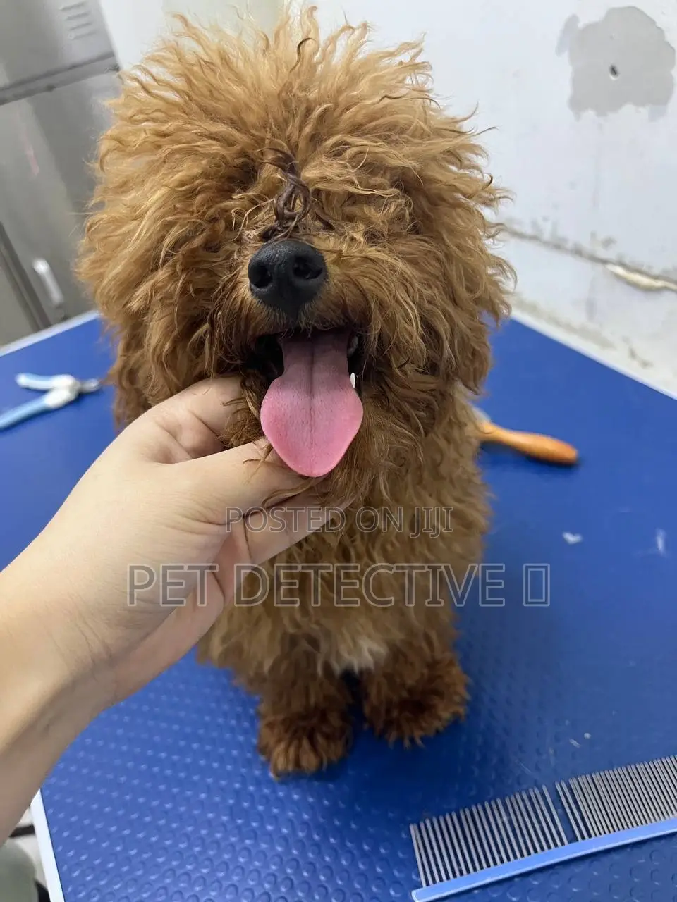 1-3 months Male Purebred Poodle