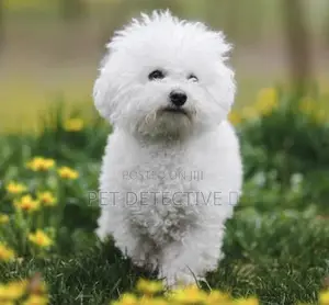 Photo - 1-3 months Male Purebred Bichon Frise