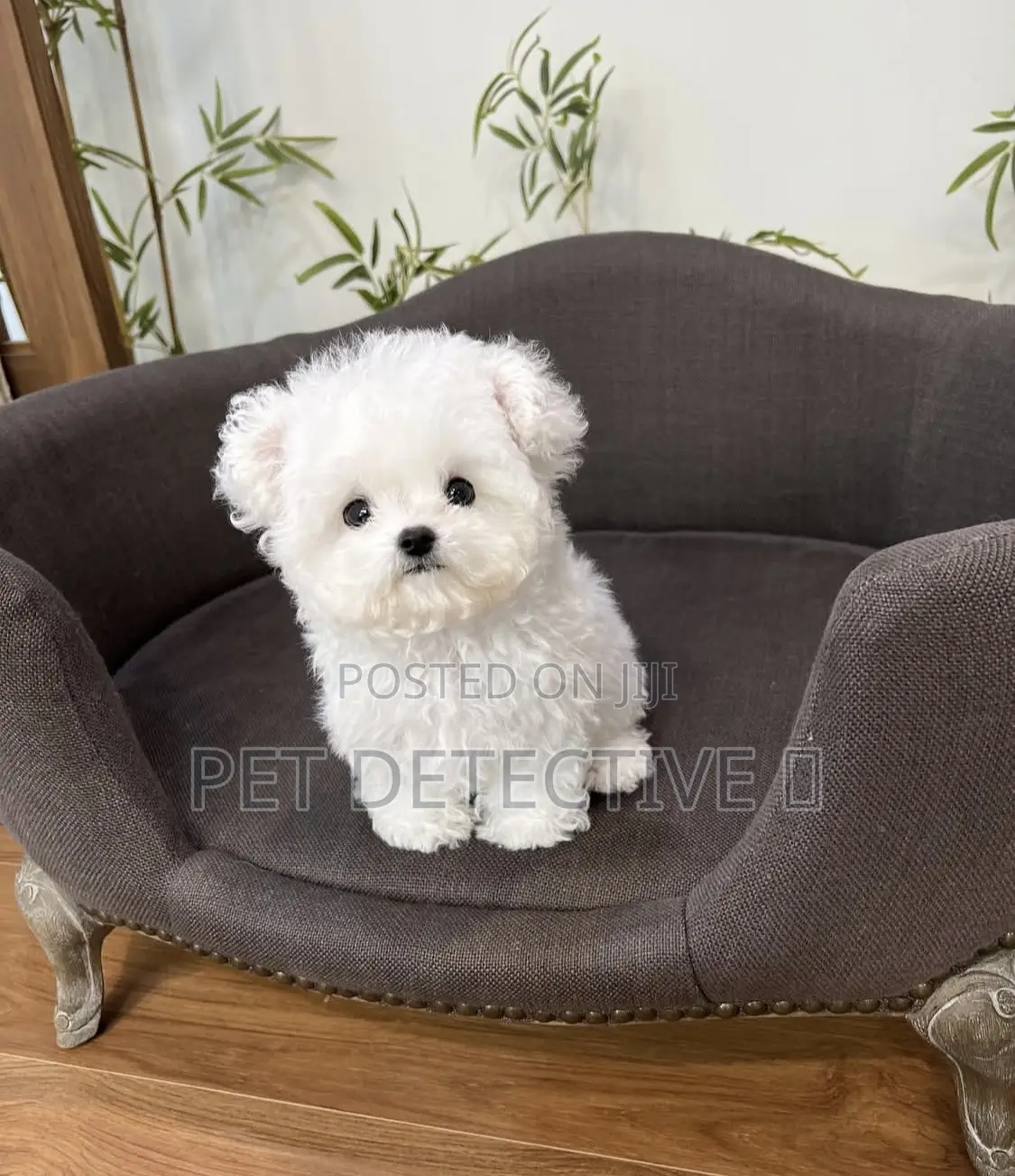 1-3 months Male Purebred Bichon Frise