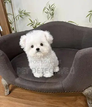 Photo - 1-3 months Male Purebred Bichon Frise